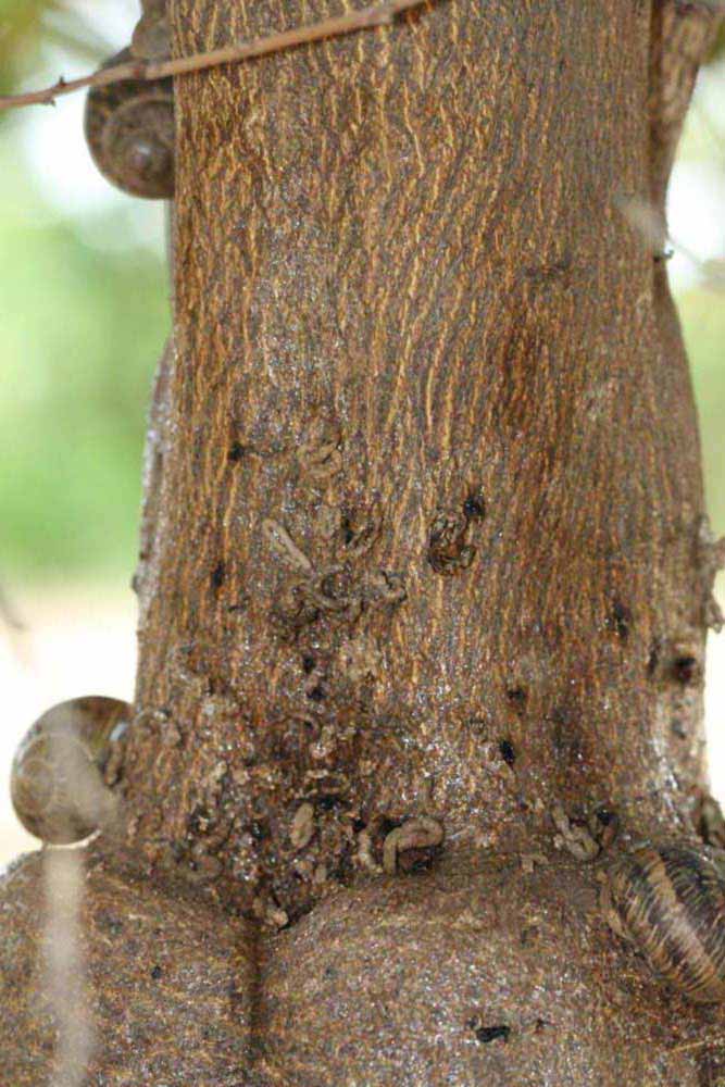            Bark (Riverside, CA)   